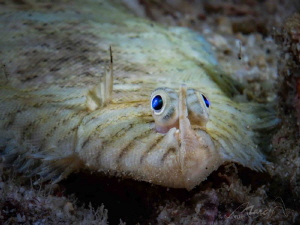 nose between eyes by Marc Van Den Broeck 